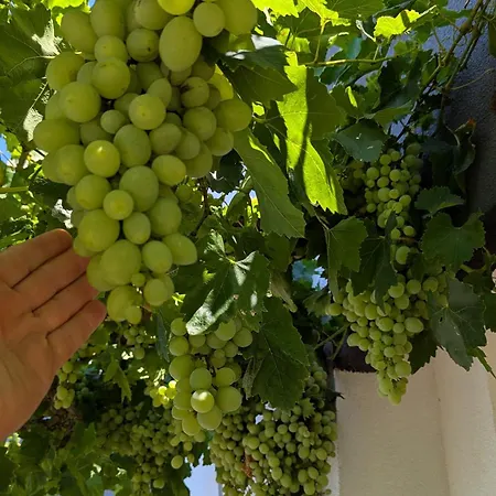 Arode Dionysus * Baltschik