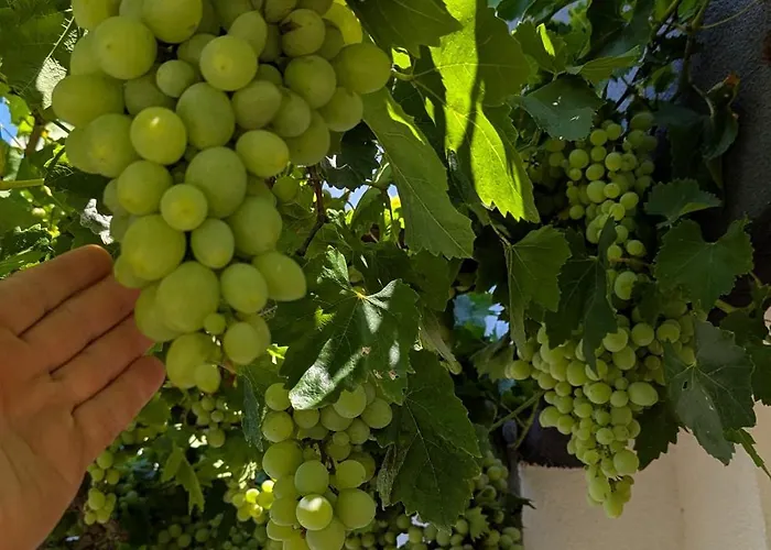 Arode Dionysus * Balchik